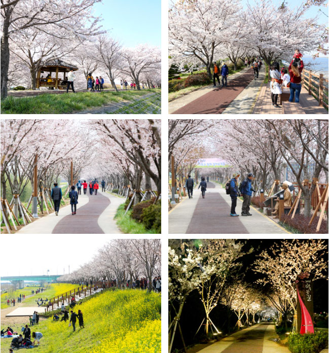 강서구 벚꽃축제