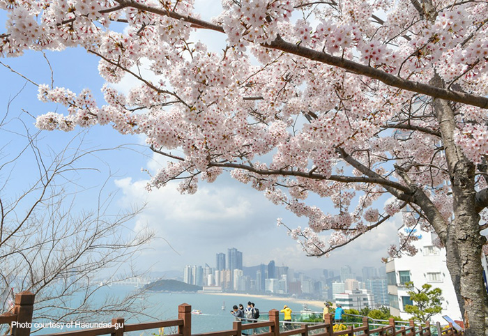 Cherry Blossoms in Bloom in Haeundae 
Photo courtesy of Haeundae-gu