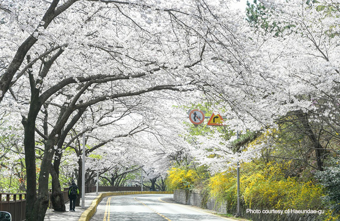 Cherry Blossoms in Bloom in Haeundae 
Photo courtesy of Haeundae-gu