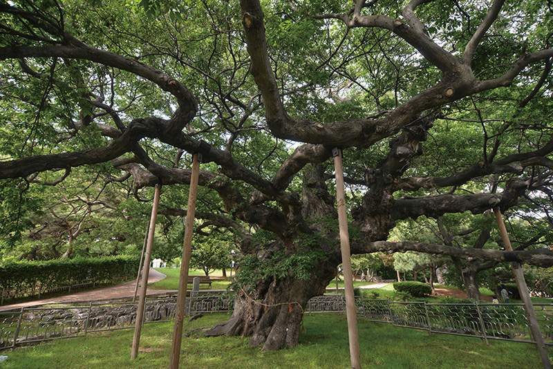 수영사적공원 안에 있는 푸조나무는 천연기념물 제311호다. 수령이 500년이 넘은 고목으로 마을의 안녕을 지켜주는 당산목으로, 신이 깃든 지신목으로 알려져 있다.