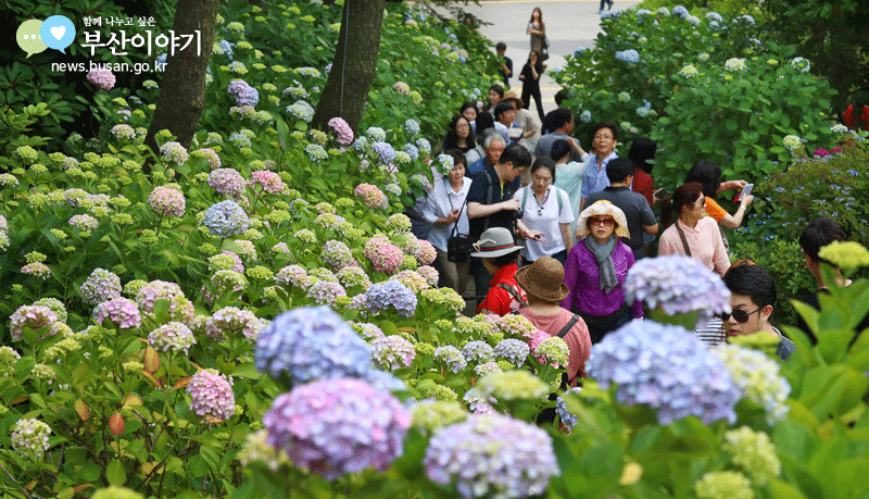 태종사에서는 해마다 수국꽃 문화축제가 열린다(사진은 지난해 축제).