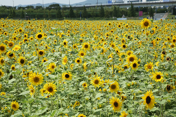 Sunflower Fields at Daejeo Ecological Park