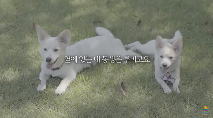 옆에 있는 내 동생은 루비고요
Busan’s Official Puppies, Hot and Ruby 