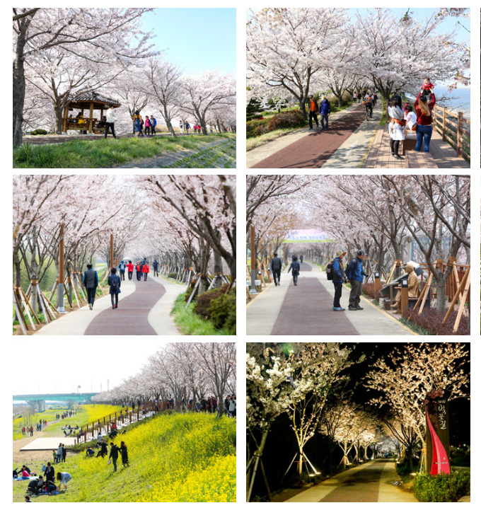 Nakdonggang Riverside Cherry Blossom Festival