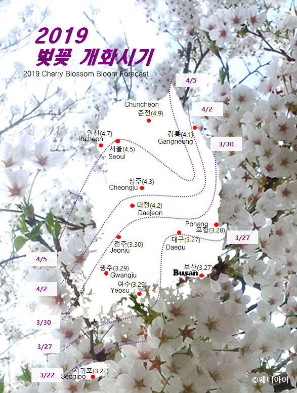 2019 벚꽃 개화시기
2019 Cherry Blossom Bloom Forecast 

Chuncheon 춘천(4.9)
Gangneung 강릉(4.1)
Incheon 인천(4.7)
Seoul 서울(4.5)
Cheongju 청주(4.3)
Daejeon 대전(4.2)
Pohang 포항(3.28)
Jeonju 전주(3.30)
Daegu 대구(3.27)
Gwangju 광주(3.29)
Yeosu 여수(3.29)
Busan 부산(3.27)
Seojipo 서귀포(3.22)
웨더아이