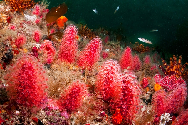 ‘다이내믹부산’은 ‘부산 바다 이야기’를 연재합니다. 이번 기획은 부산 바다의 강인한 생명력과 아름다움을 전하기 위해서입니다. 사진은 딸기산호.