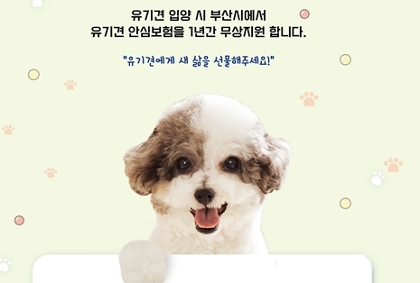 유기견 입양하면 펫보험 지원 기사 사진