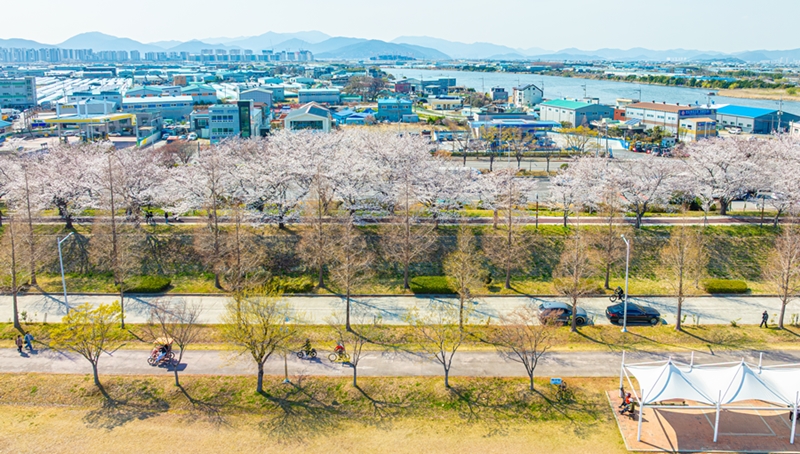 봄바람 타고 벚꽃 시즌 “활짝”…낙동강변 꽃구경 지금이 절정 기사 사진