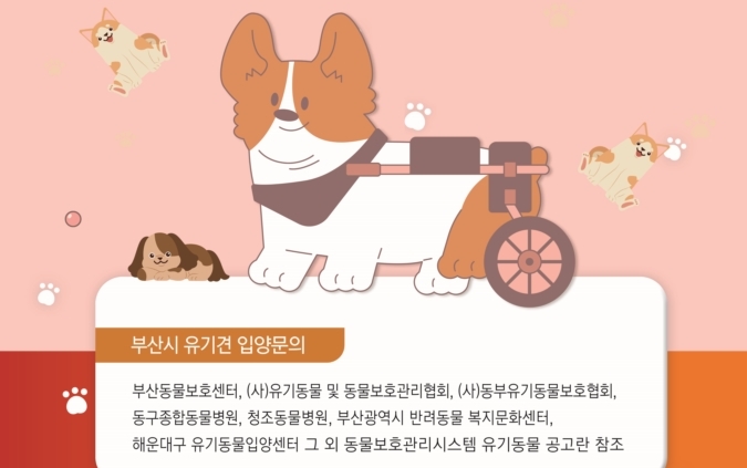 유기견 입양하면 펫보험료 1년 지원 기사 사진