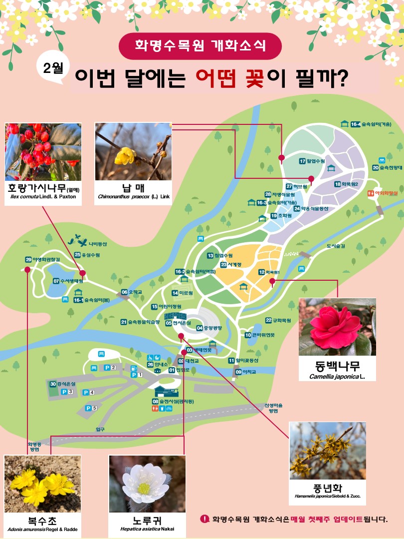 화명수목원 개화소식
  2월 이번달에는 어떤 꽃이 필까?
  호랑가시나무(열매) Hex comuta Lindl. & Paxton (위치 : 07수서생태원)
  납매 Chimonatus Praecox(L) Link(위치 :  17활엽수원, 27허브원 ~ 18화목원2 사이)
  동백나무 Camellia japonica L.(위치 : 12화목원1)
  복수초 Adonis amurensis Regel & Radde(위치 : 29야생화관찰길, 03생태연못)
  노루귀 Hepatica asiatica Nakai(위치 : 03생태연못)
  풍년화 Hamamelis japonica Siebold & Zucc.(위치 : 05전시온실)
  화명수목원 개화소식은 매월 첫째주 업데이트 됩니다.