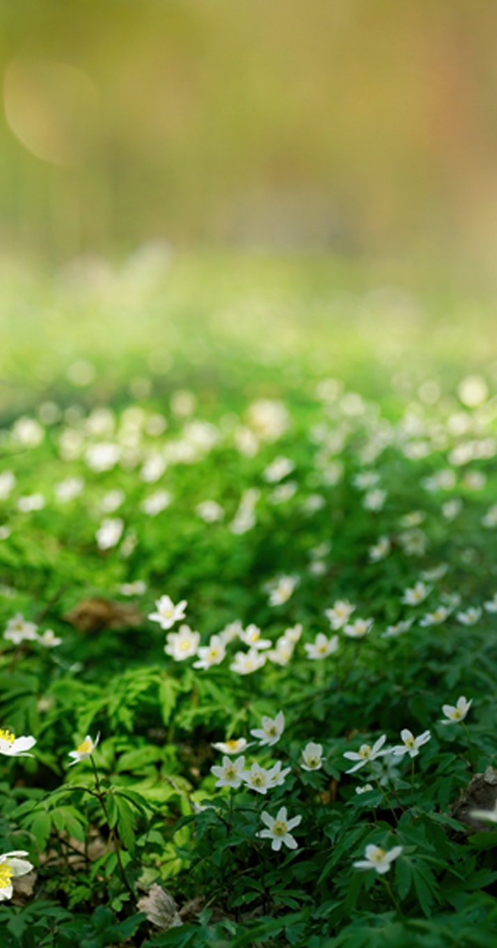 A gentle stroll that opens the heart — a place for rest, encounters, and the free flow of fresh ideas. Welcome to DOMOHEON.
