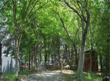 부산어촌민속관 앞 팽나무 숲길