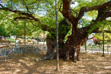 송씨할매의 넋이 깃들어 있는 푸조나무