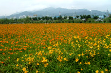 Gamjeon Wildflower Garden photo