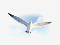City bird - Seagull photo