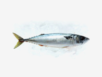 City Fish - Mackerel photo