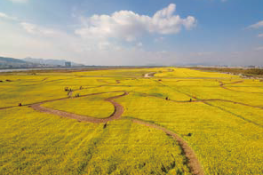  Daejeo Rapeseed Flower Festival