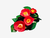 山茶花(Camellia)