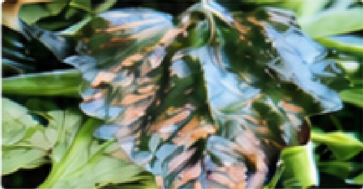 궤양병