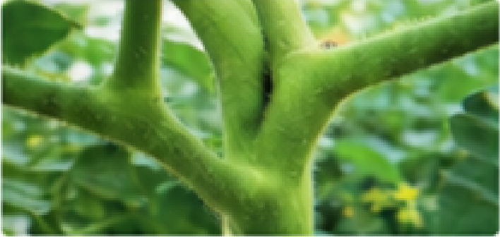 이상줄기