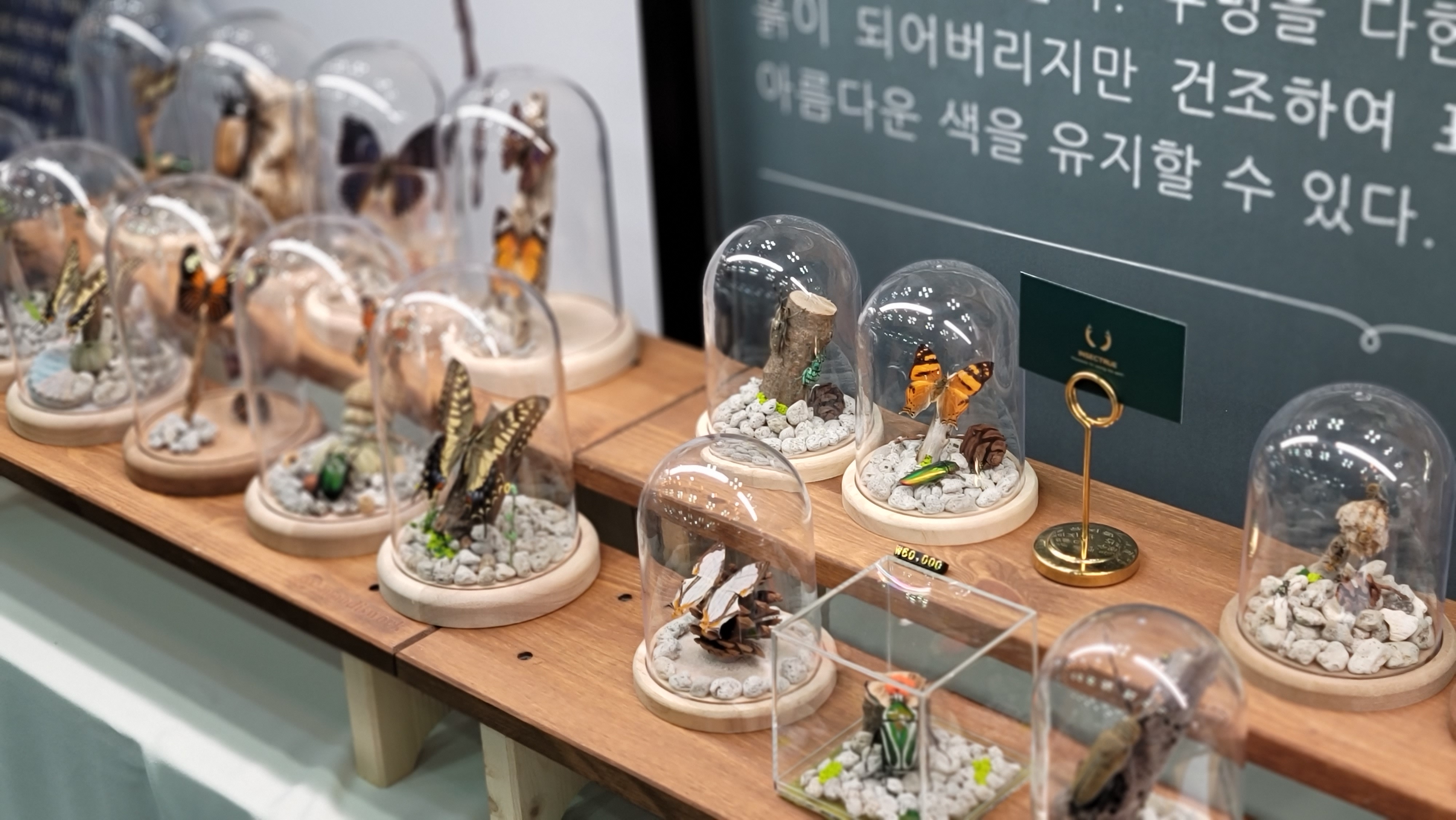장수굼벵이농장(인섹트루)