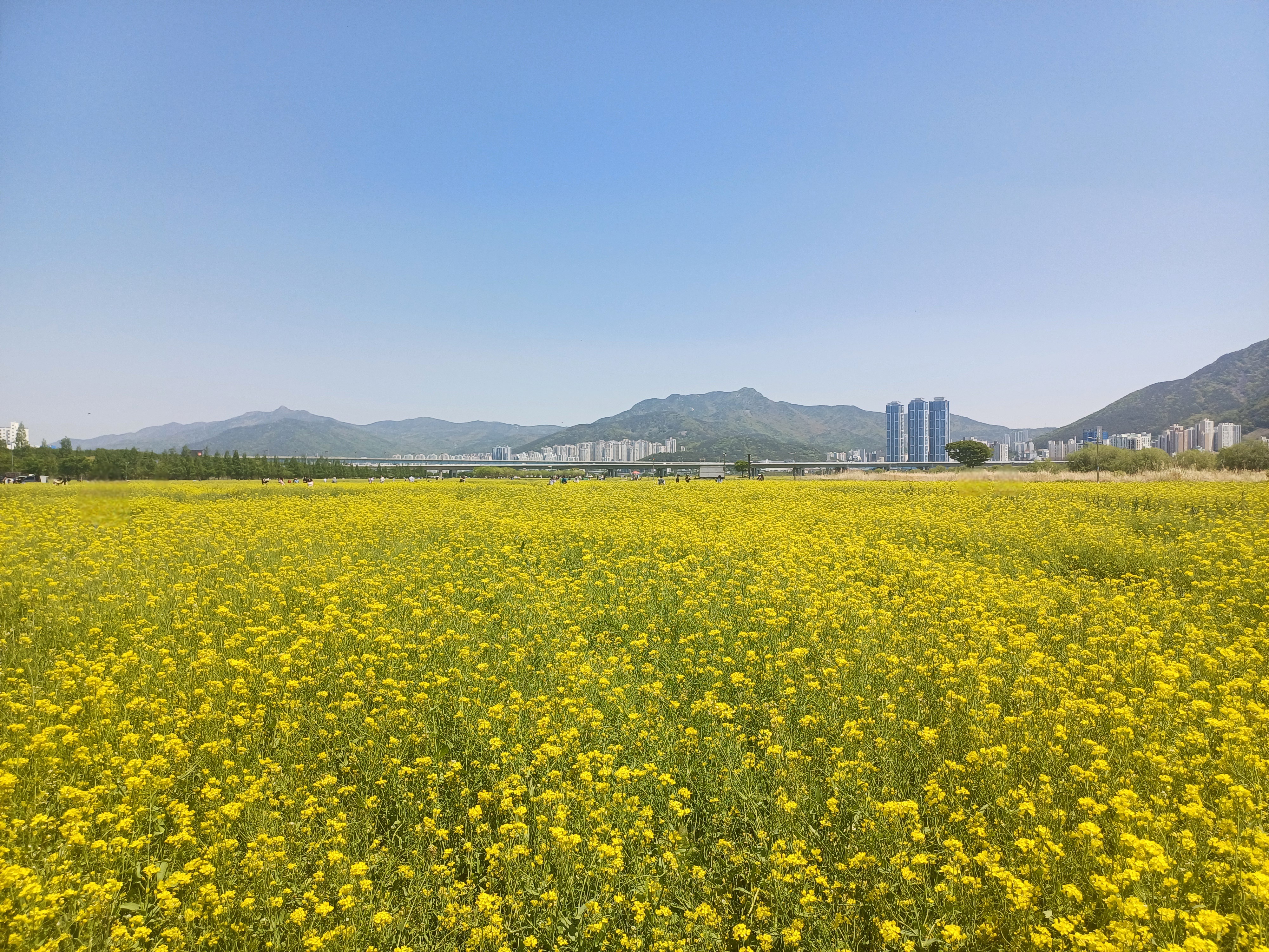 부산 최대 규모의 유채꽃밭 