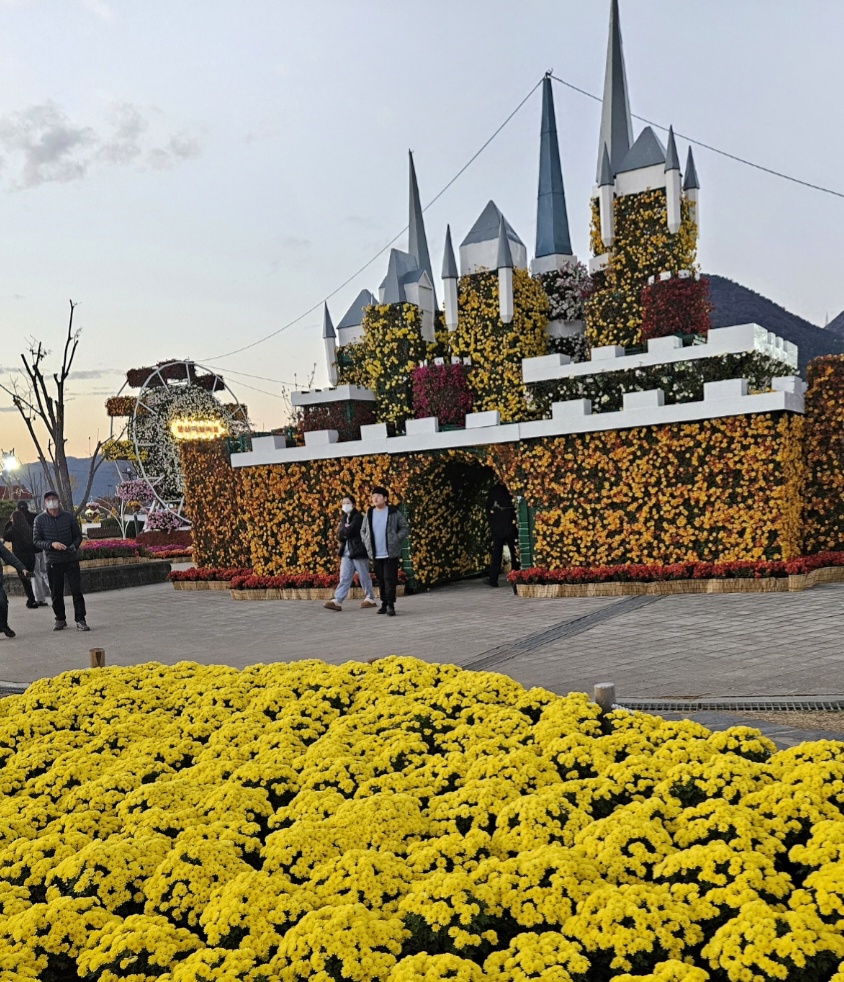 황산공원 국화축제, 양산이 향기로 가득찼다. 대표이미지