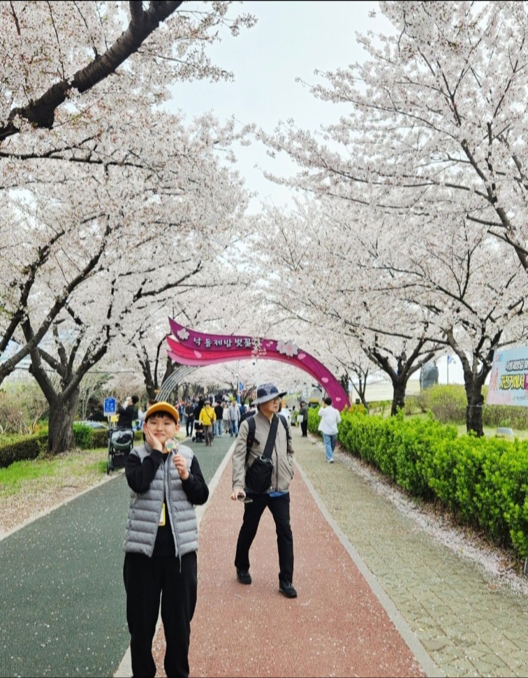 삼락공원에서의 설레는 벚꽃축제 대표이미지