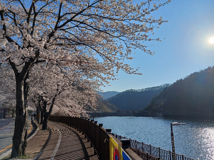 기장군 정관 벚꽃 명소 