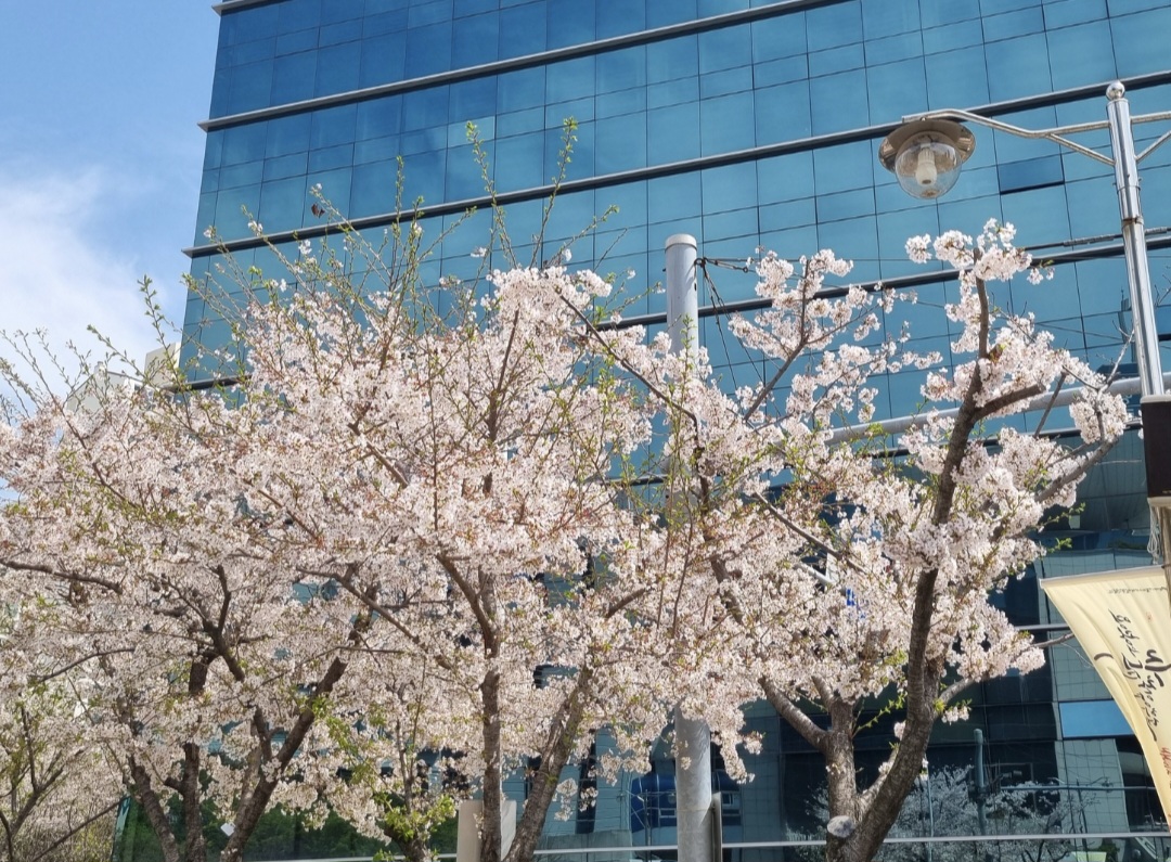 봄꽃 맛집! 수영로교회를 소개합니다! 대표이미지