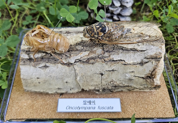 [산림교육] 여름방학 특강(천연허브비누, 에코가방 냅킨아트) 이미지