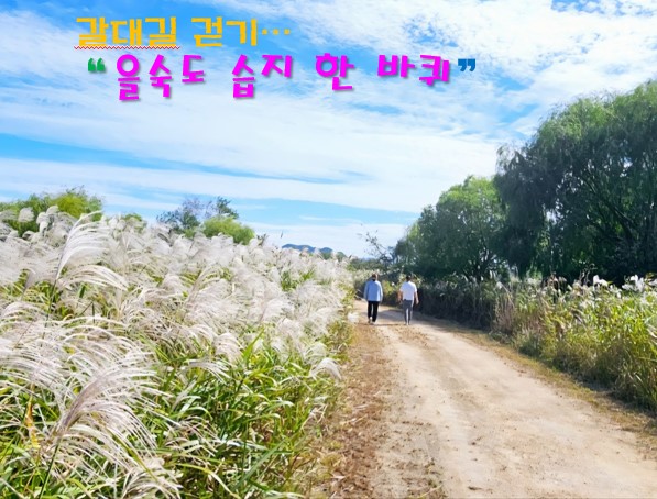 (11/8~9) 겨울철새맞이행사-갈대길걷기(을숙도 습지 한 바퀴) 이미지