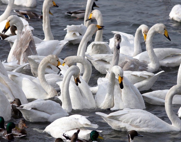 (1/20)새박사와 함께 낙동강하구 미운오리새끼 찾기(성인대상) 이미지