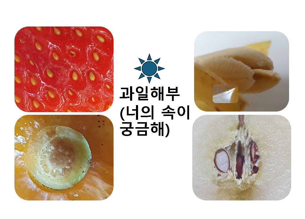 (1/11)과일해부(너의 속이 궁금해) 이미지