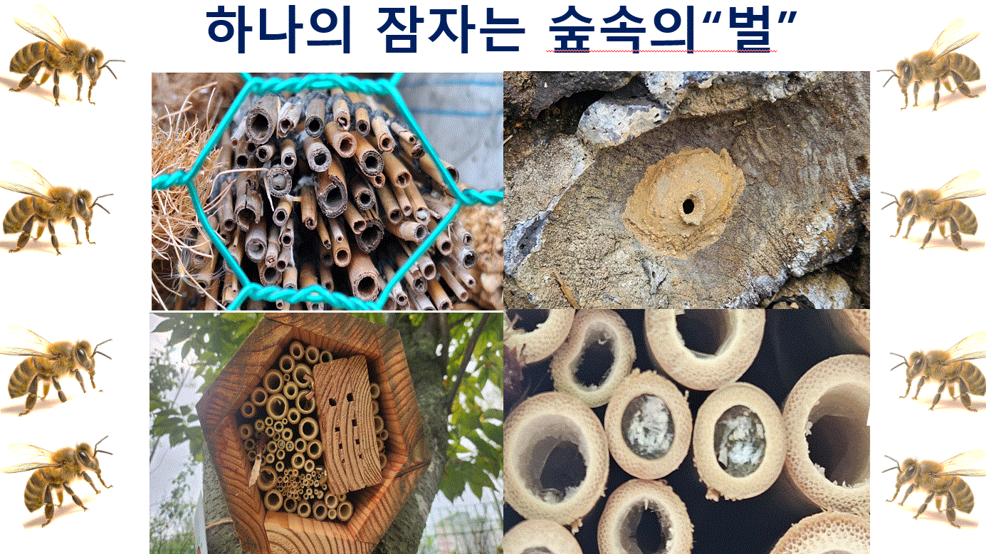 (1/11)하나의 잠자는 숲속의“벌” 이미지