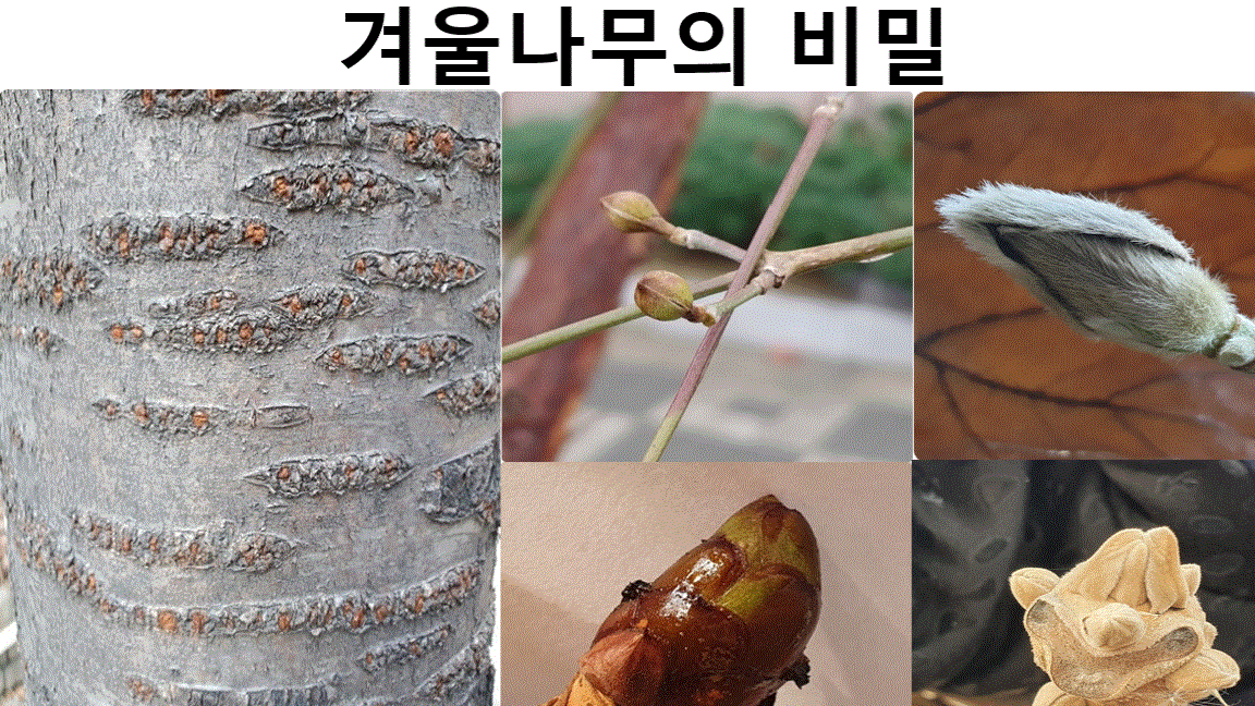 (1/18)겨울나무의 비밀 이미지