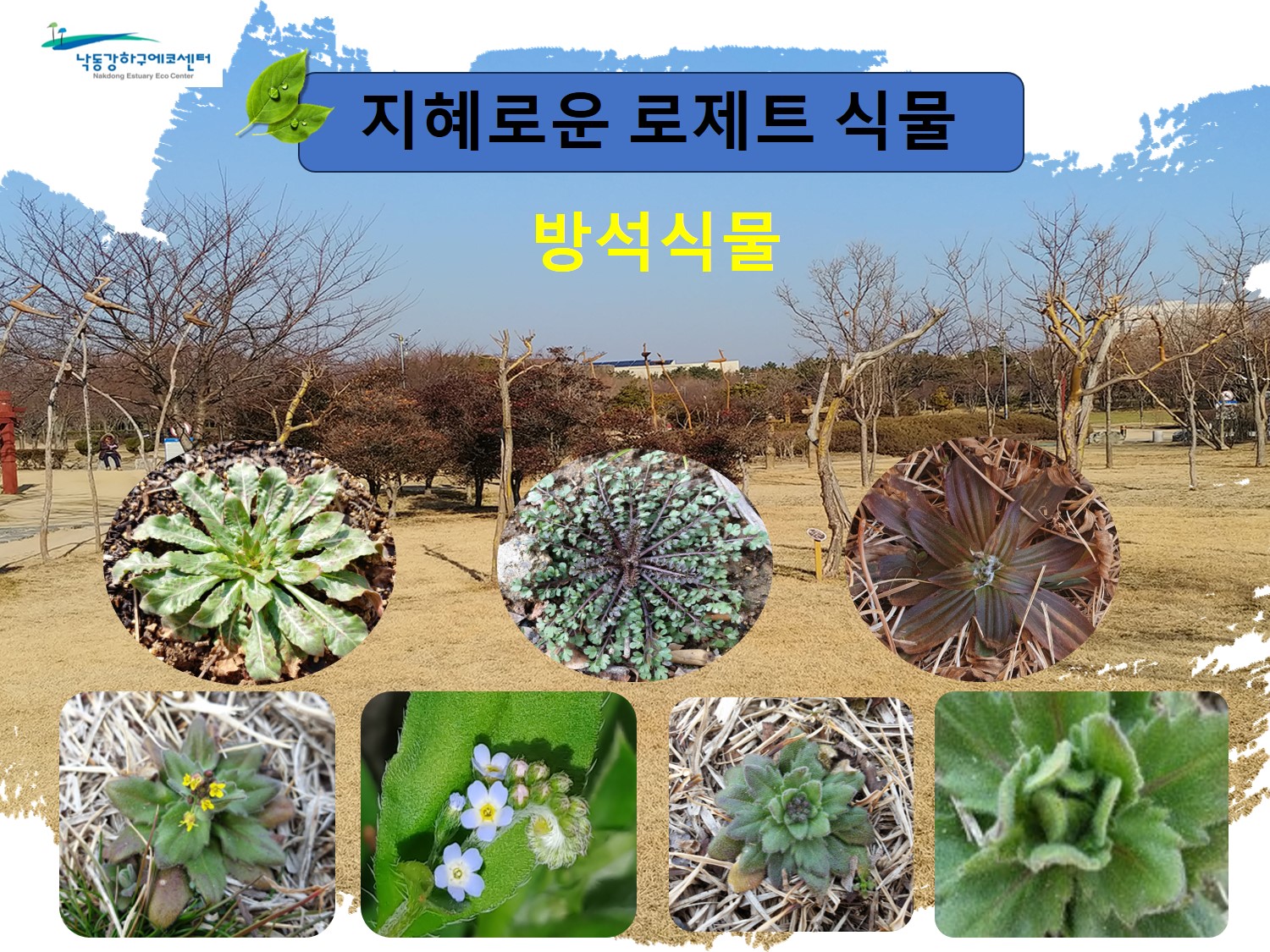 (3/8) 봄을 기다리는 로제트 식물 이미지