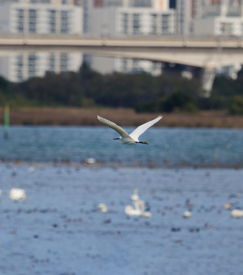 (11/30) 낙동강정원 겨울철새 탐조 프로그램 이미지