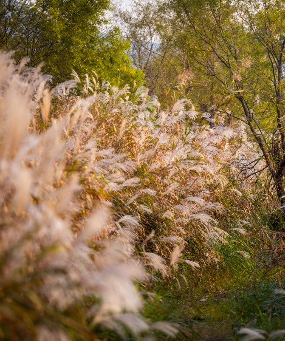 (12/14) 낙동강정원 겨울마음산책 프로그램 이미지