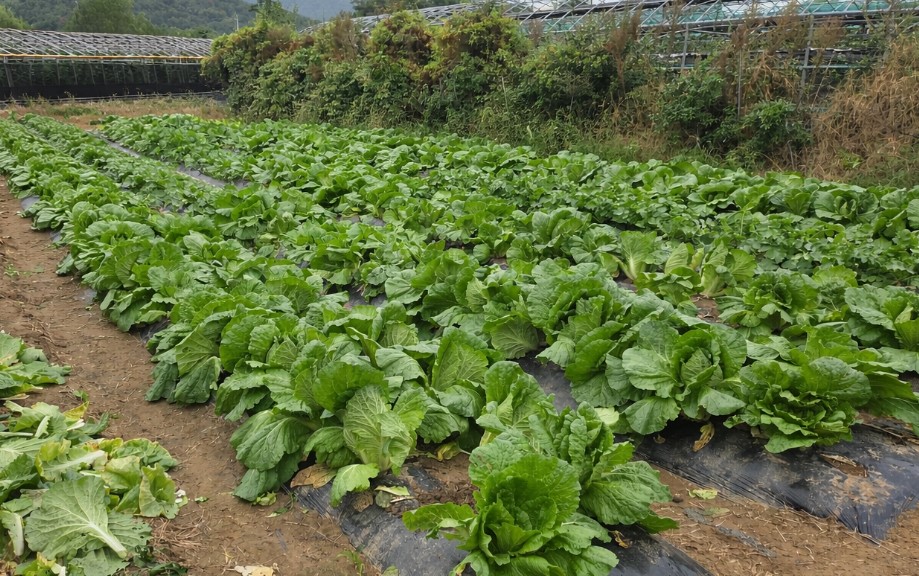 2026년 영농 드림팀(DREAM-TEAM) 정착지원 교육(귀농귀촌 34기)  이미지