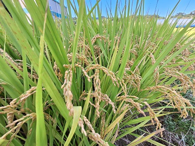 품목별 전문교육(벼 재배기술) 이미지