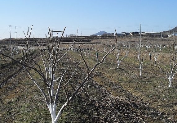 품목별 전문교육(과수 생리와 전정기술) 이미지
