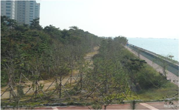 해안 방재림 조성 조감도
