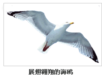 展翅翱翔的海鸥