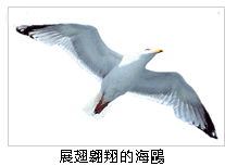 展翅翱翔的海鷗