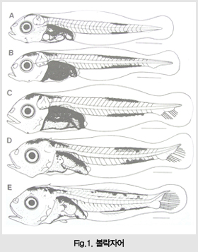 Fig.1. 볼락자어