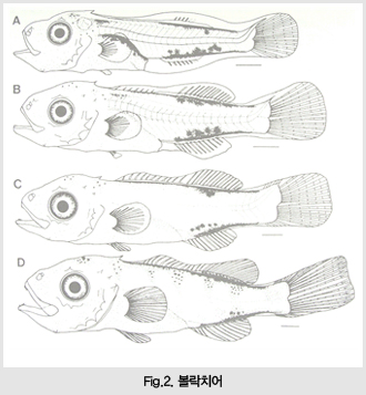 Fig.2. 볼락치어