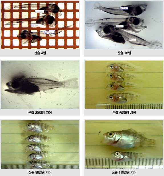 산출 4일, 산출 18일, 산출 39일령 자어, 산출 60일령 치어, 산출 88일령 치어, 산출 110일령 치어 사진