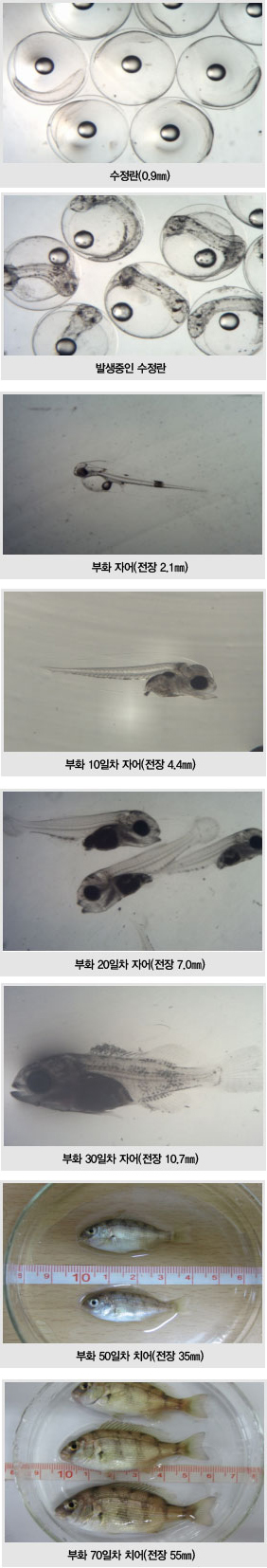 수정란(0.9mm), 발생중인 수정란, 부화 자어(전장 2.1mm), 부화 10일차 자어(전장 4.4m), 부화 20일차 자어(전장 7.0mm), 부화 30일차 자어(전장 10.7mm), 부화 50일차 치어(전장 35cm), 부화 70일차 치어(전장 55mm)