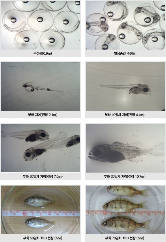 수정란(0.9mm), 발생중인 수정란, 부화 자어(전장 2.1mm), 부화 10일차 자어(전장 4.4m), 부화 20일차 자어(전장 7.0mm), 부화 30일차 자어(전장 10.7mm), 부화 50일차 치어(전장 35cm), 부화 70일차 치어(전장 55mm)